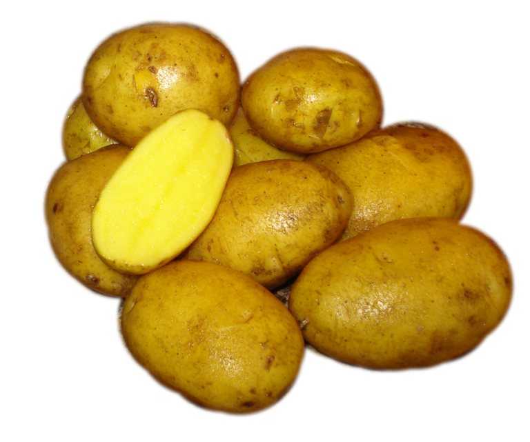 German Butterball Eagle Creek Seed Potatoes 6770